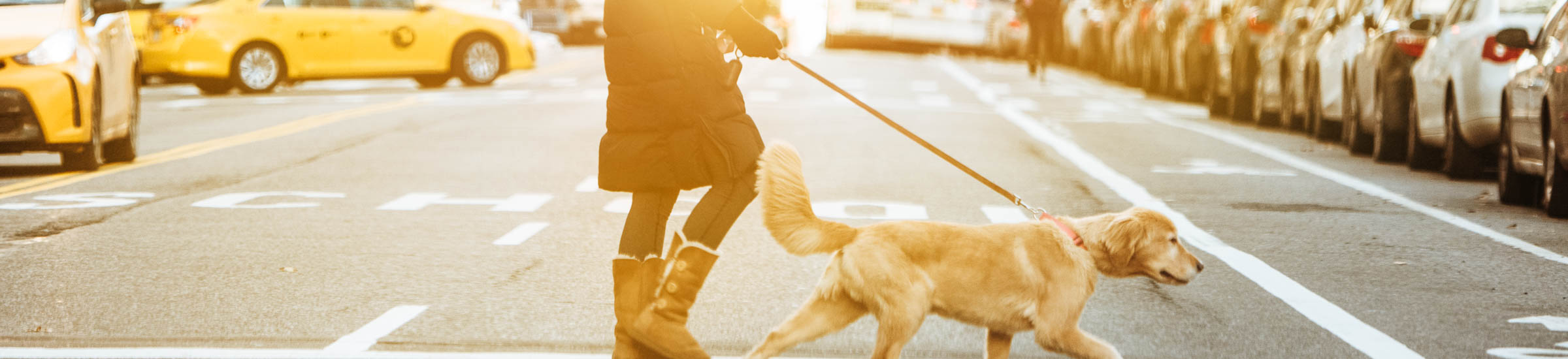 Spaziergang mit Hund auf der Straße, Autos im Hintergrund